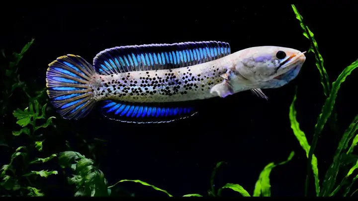 cá lóc nước ngọt cá lóc nước ngọt