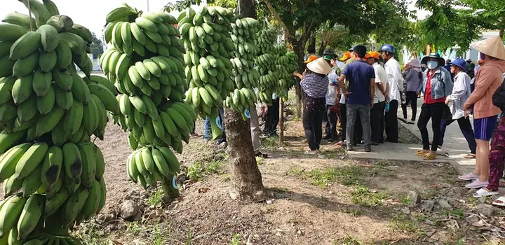 cá lóc rừng u minh cá lóc rừng u minh