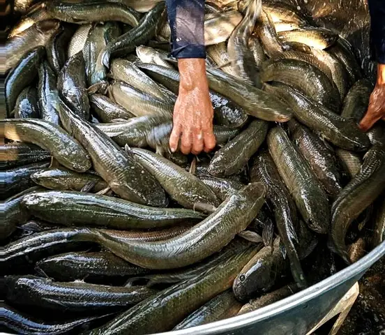 cá lóc sống trên cạn cá lóc sống trên cạn