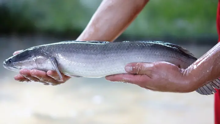 cá lóc tên gọi khác cá lóc tên gọi khác