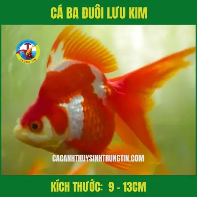 cá lưu kim nhật cá lưu kim nhật