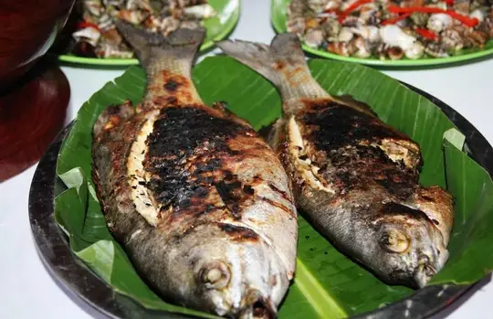 cá măng nước lợ cá măng nước lợ