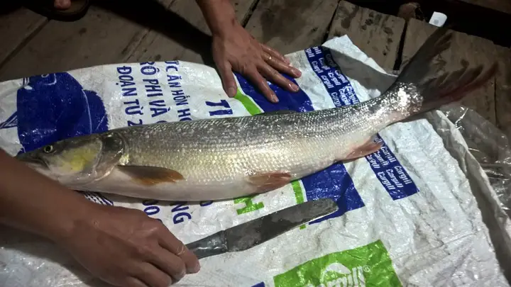 cá măng sống ở đâu cá măng sống ở đâu