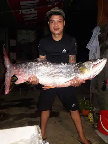 cá măng sống ở đâu cá măng sống ở đâu