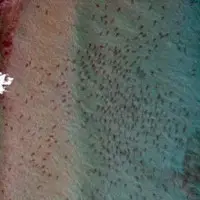cá mập ăn gì cá mập ăn gì
