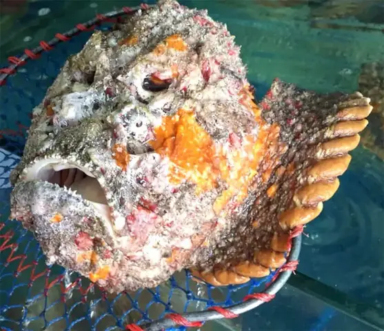 cá mặt quỷ sống ở đâu cá mặt quỷ sống ở đâu