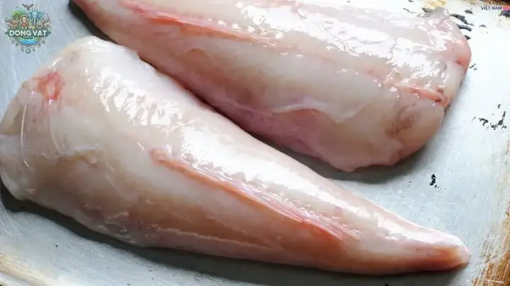 cá mặt quỷ sống ở đâu cá mặt quỷ sống ở đâu