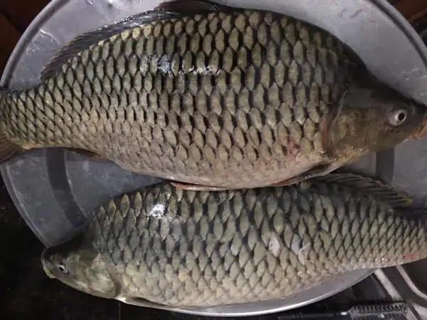 cá mồi hà nội cá mồi hà nội