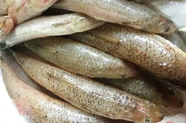 cá mối tiếng anh là gì cá mối tiếng anh là gì