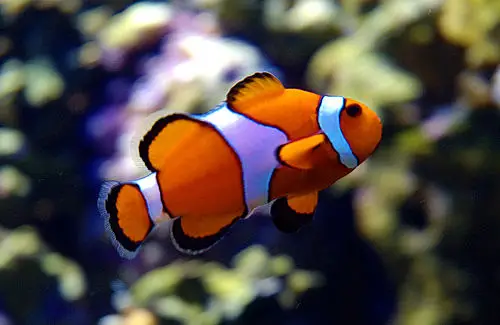 cá nemo giá bao nhiêu cá nemo giá bao nhiêu