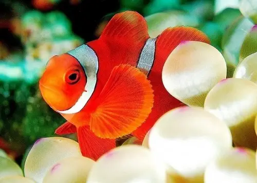 cá nemo giá bao nhiêu cá nemo giá bao nhiêu