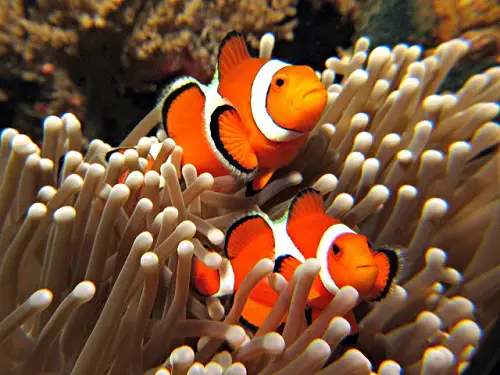 cá nemo giá bao nhiêu cá nemo giá bao nhiêu