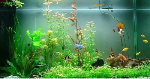 cá nemo giá bao nhiêu cá nemo giá bao nhiêu