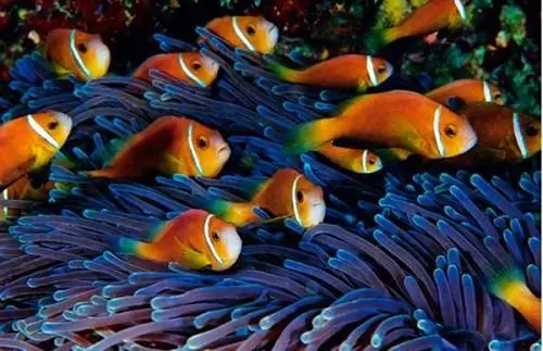 cá nemo giá bao nhiêu cá nemo giá bao nhiêu
