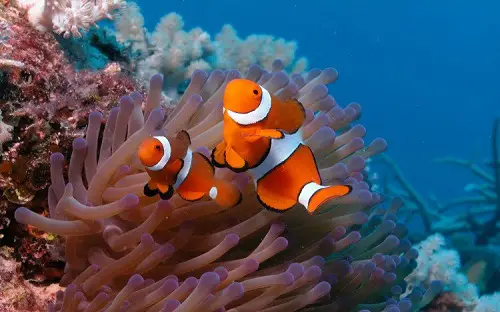 cá nemo giá bao nhiêu cá nemo giá bao nhiêu