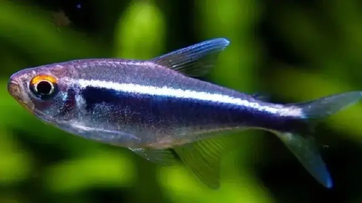 cá neon mất màu cá neon mất màu