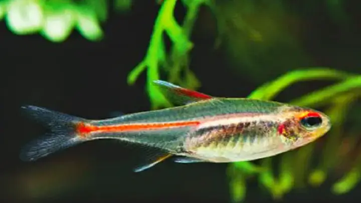 cá neon mất màu cá neon mất màu