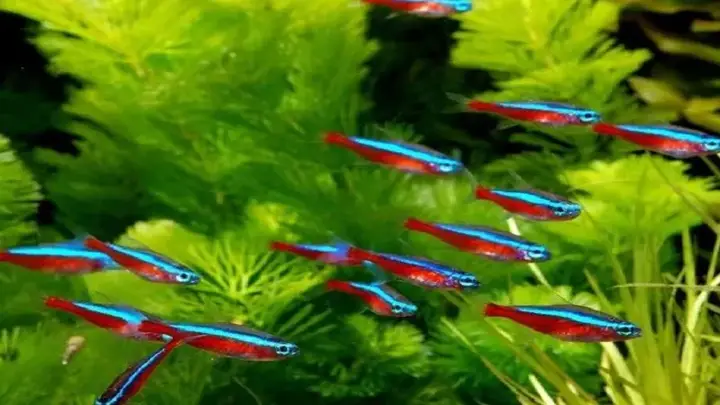 cá neon mất màu cá neon mất màu