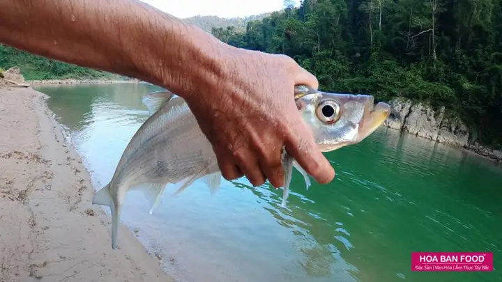 cá ngão sông đà cá ngão sông đà