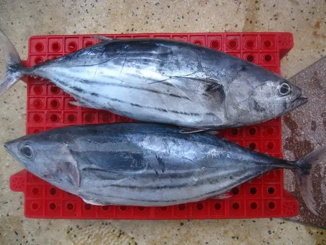 Cá Ngừ Đại Dương Là Gì? Khám Phá Đặc Điểm & Giá Trị Dinh Dưỡng cá ngừ đại dương