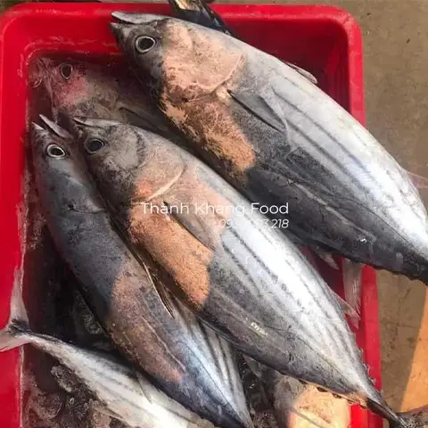 cá ngừ sọc dưa cá ngừ sọc dưa
