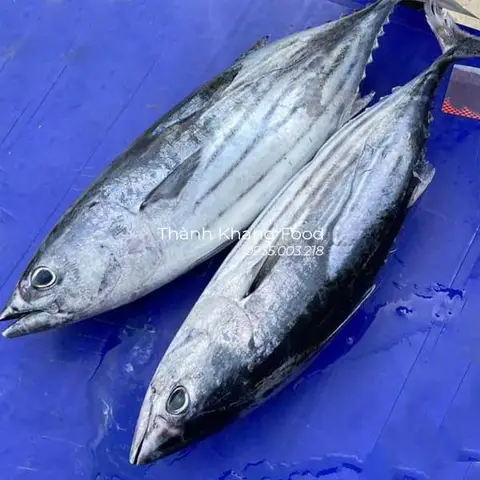 cá ngừ sọc dưa cá ngừ sọc dưa