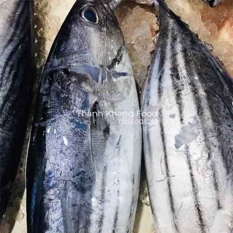 cá ngừ sọc dưa cá ngừ sọc dưa