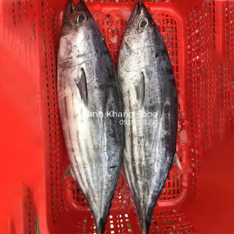 cá ngừ sọc dưa cá ngừ sọc dưa