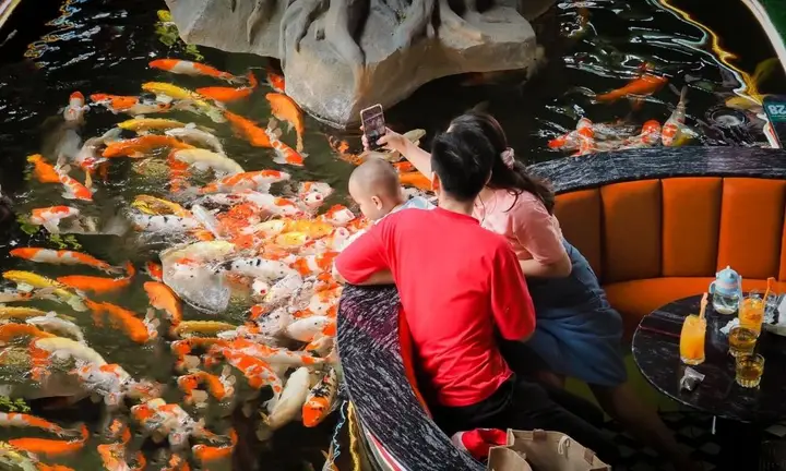cà phê cá koi cà phê cá koi