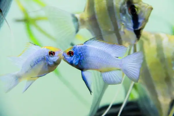 cá phượng hoàng lam cá phượng hoàng lam