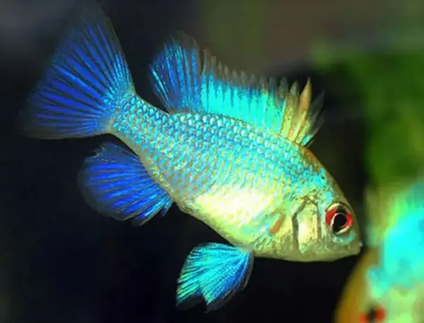 cá phượng hoàng lam cá phượng hoàng lam