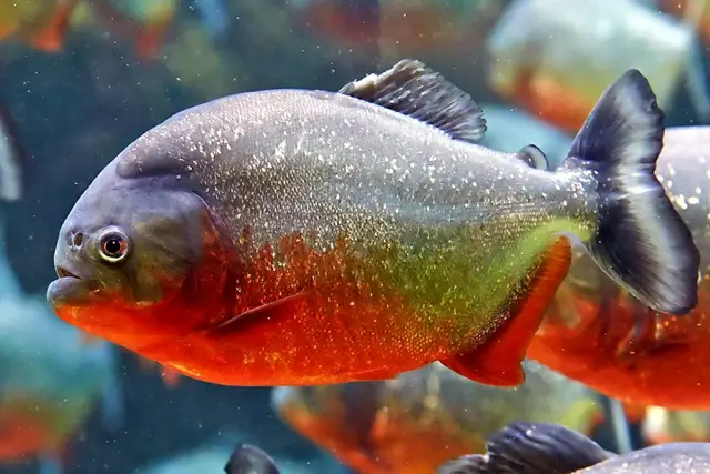 cá piranha là cá gì cá piranha là cá gì
