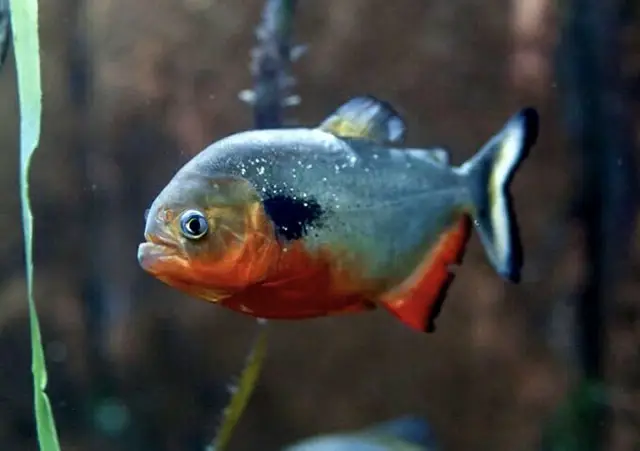 cá piranha là cá gì cá piranha là cá gì