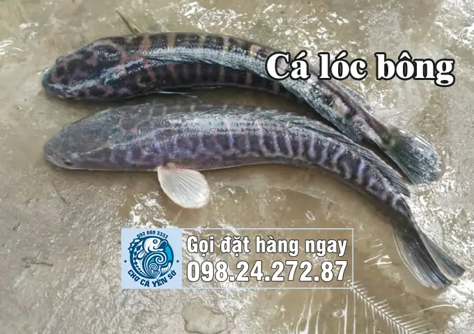 cá quả và cá lóc cá quả và cá lóc