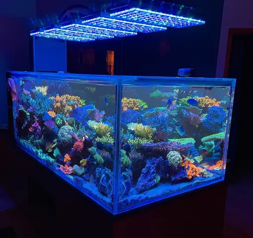 cá rạn san hô cá rạn san hô