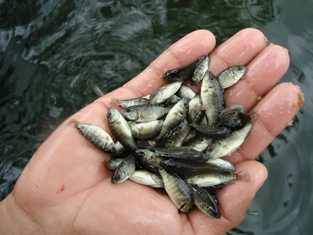 cá rô biển nước ngọt cá rô biển nước ngọt