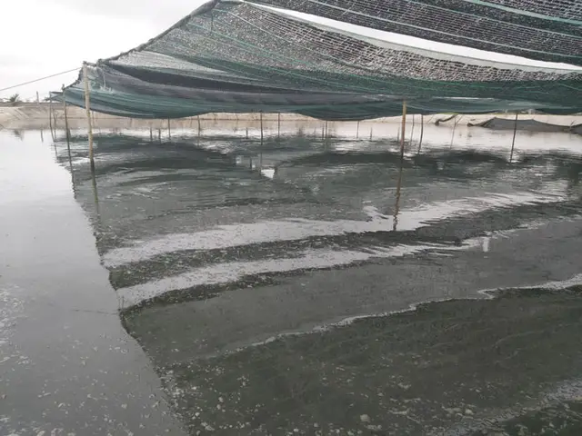 cá rô biển nước ngọt cá rô biển nước ngọt