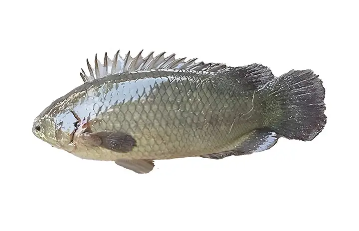 cá rô đầu nhím cá rô đầu nhím