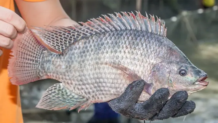 cá rô phi ăn mồi gì cá rô phi ăn mồi gì