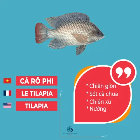 cá rô phi tiếng anh là gì cá rô phi tiếng anh là gì