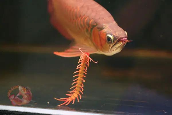 cá rồng ăn rết cá rồng ăn rết