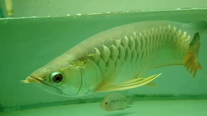 cá rồng ăn thằn lằn