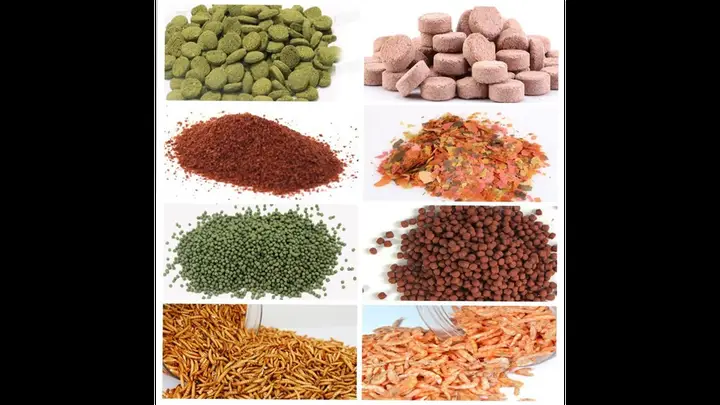 cá rồng bạch long cá rồng bạch long