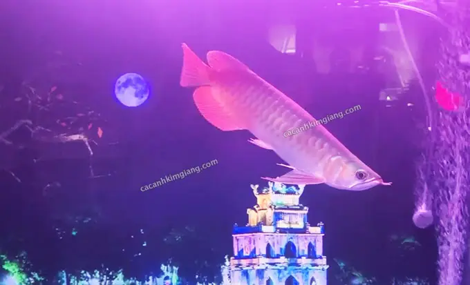 cá rồng bị bong bóng