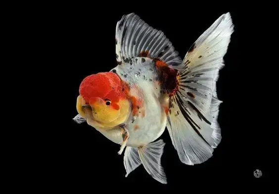 cá rồng bị gãy đuôi