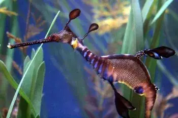 cá rồng biển thân cỏ