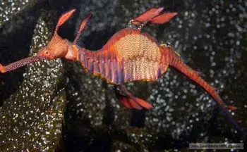 cá rồng biển thân cỏ