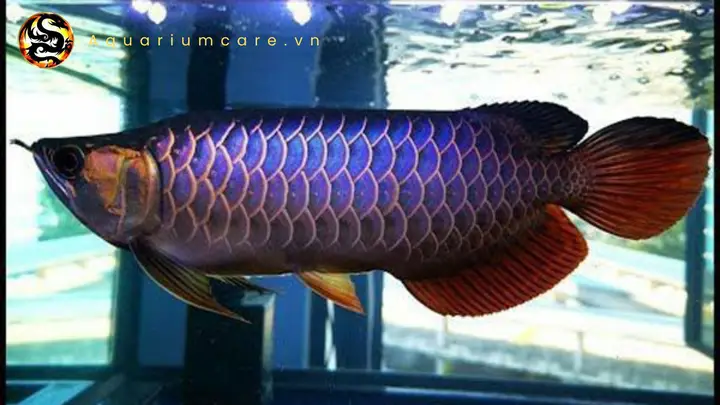 cá rồng blue base