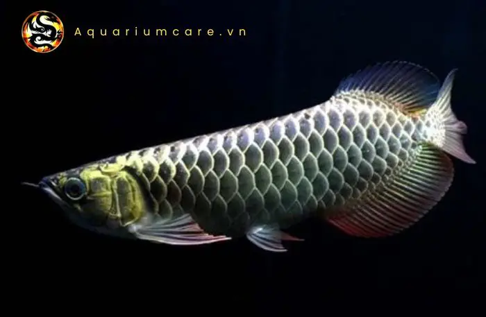 cá rồng blue base