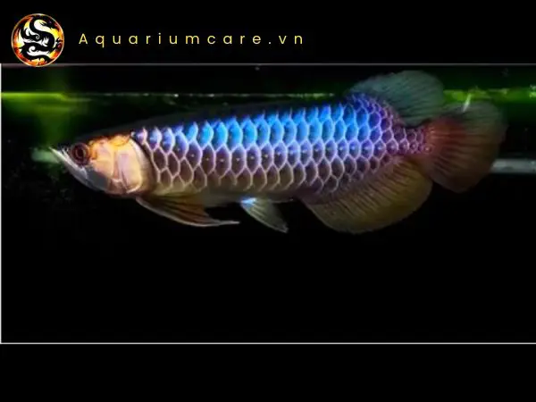 cá rồng blue base